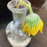 夫婦関係あきらめ？or修復？